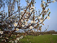 Obstbaumblüte 09