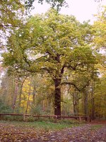 alte Eiche