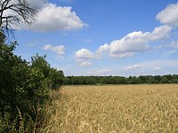 Feldflur