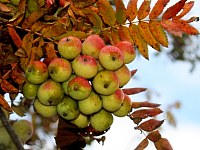 Speierlinge