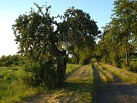 Rieselfelder