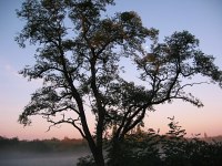 Rieselfelder