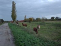 Rieselfelder