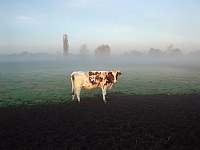 Rieselfelder