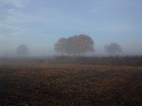 Rieselfelder