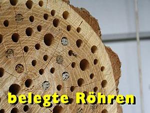 belegte Rhren