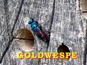 Goldwespe